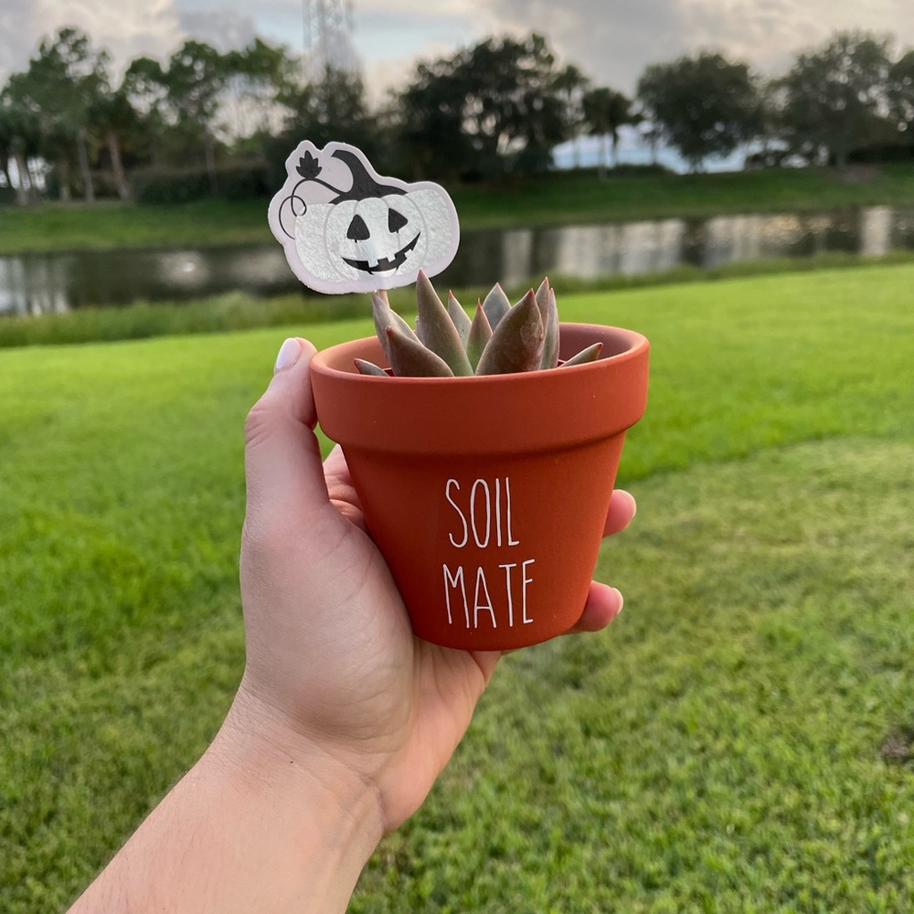 custom plants - Picture 4 of 6